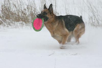 snowfrisbe6.jpg