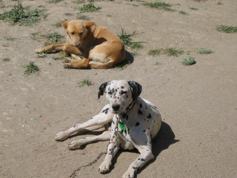 Baja Dogs in Guadalupe Valley