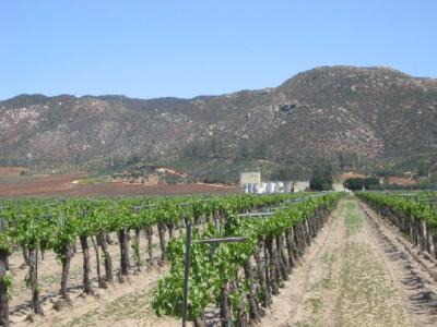 LA Cetto in Guadalupe Valley