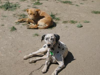 Baja Dogs in Guadalupe Valley