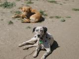 Baja Dogs in Guadalupe Valley