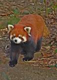 redpandaDSC00393.jpg