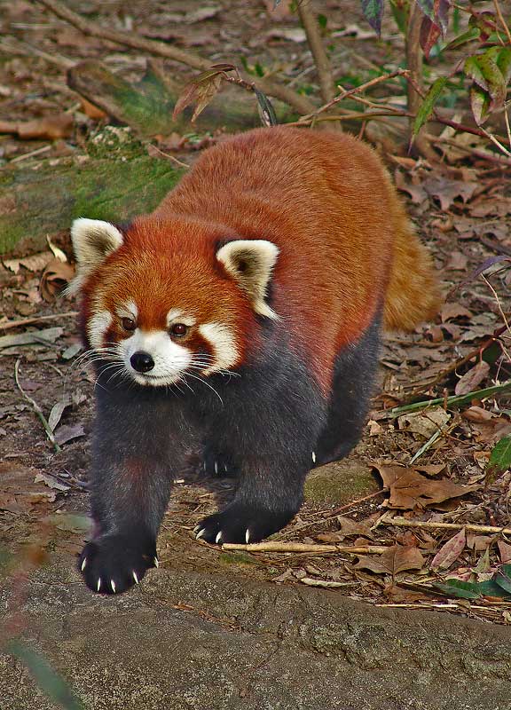 redpandaDSC00393.jpg