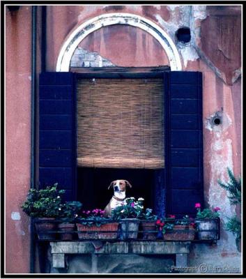 Italy Venice-window.jpg