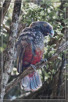 Kaka New Zealand Bush Parrot.jpg