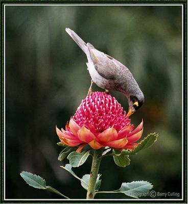 Bird on Wattle.jpg