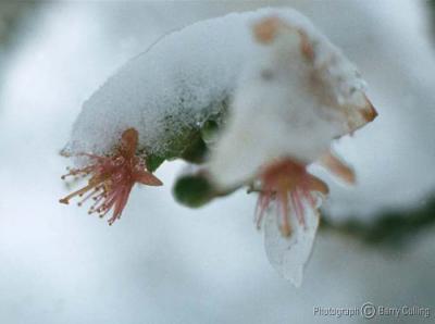 Iced Blossom.jpg