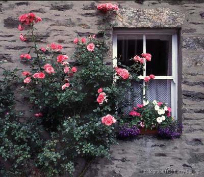 u38/barry_culling/medium/38536967.Cotswoldwindow01.jpg
