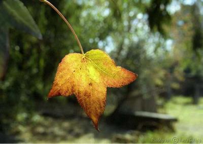 Backlight Leaf-.jpg