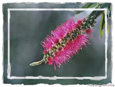 Bottlebrush .jpg