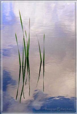 Reflected Reeds-1.jpg