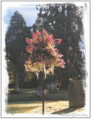 u38/barry_culling/medium/38713232.MuchWenlockFlowerbasket.jpg