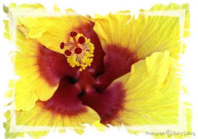 Yellow & Red-flower--1.jpg