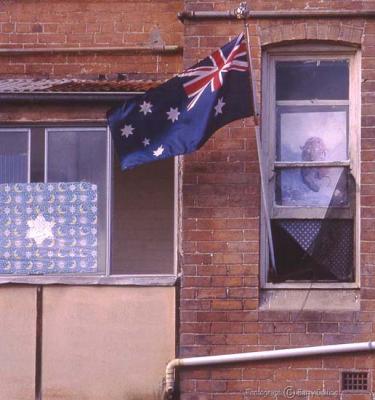 Sydney Tiger-Window-with-flag.jpg