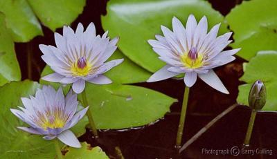 Waterlillies.jpg