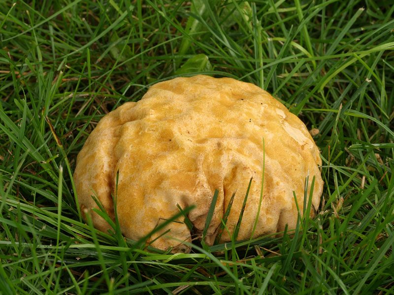 Orange-staining Puffball - <i>Calvatia rubroflava</i>