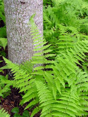 u38/bbellngr/medium/40255194.WVTreeFern2003o.jpg