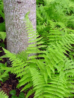 WV Tree  Fern 2003