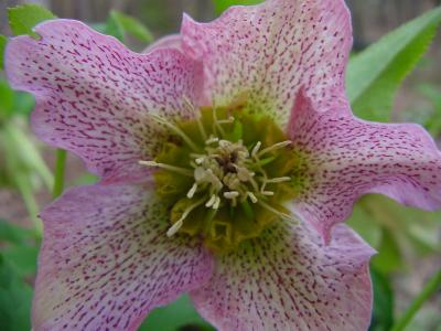u38/bbellngr/medium/40256349.Lentenrose.jpg