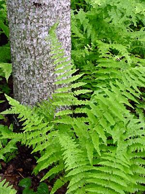 u38/bbellngr/medium/40256621.WVTreeFern2003D1.jpg