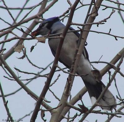 Blue Jay 151_5109_filltered pbase 12-13-03.jpg