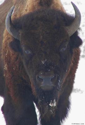 Buffalo 151_5155 pbase 1-1-04.jpg