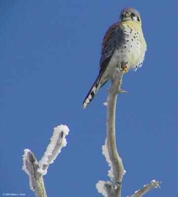 American Kestrel 153_5310_filtered pbase 1-11-04.jpg