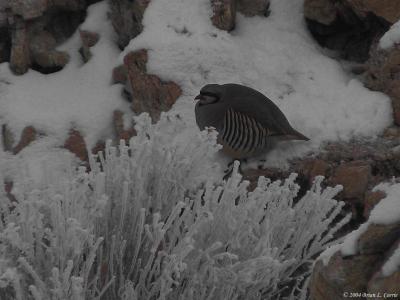 Chukar 153_5370 1-12-04 flash comparison.jpg