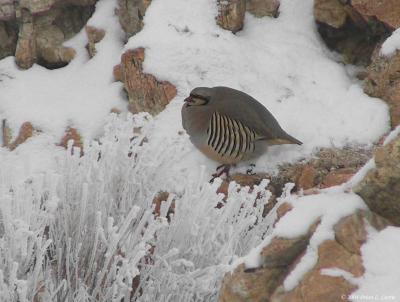 Chukar 153_5374 pbase 1-12-04 flash comparison.jpg