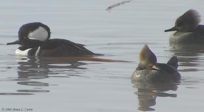 Hooded Merganser with partial display 152_5275 pbase 1-11-04.jpg