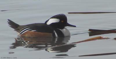 Hooded Merganser (Drake) 152_5297_filtered pbase 1-11-04.jpg