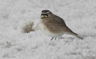 Horned Lark 153_5368 pbase 1-11-04.jpg