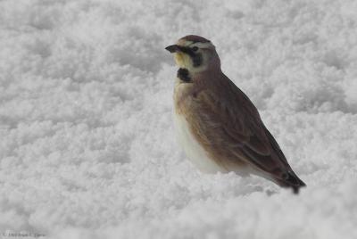 Horned Lark 153_5366 (only CA Adjustment) .jpg