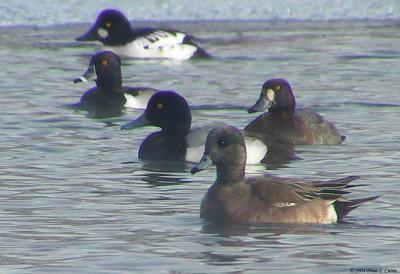 u38/bcurrie/medium/25296352.AmericanWidgeonDrakewotherducks154_5431pbase11904.jpg