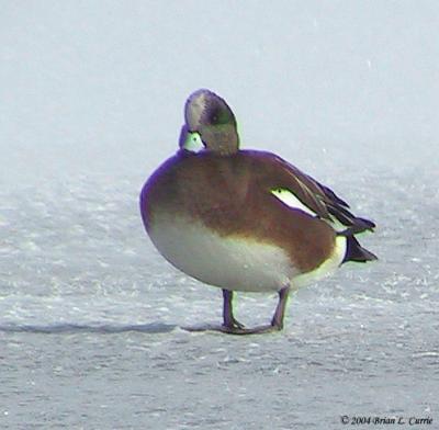 u38/bcurrie/medium/25296354.AmericanWidgeon154_5424pbase11904.jpg