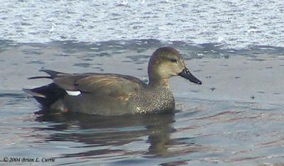 u38/bcurrie/medium/25296357.GadwallDrake153_5387pbase11904.jpg
