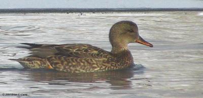 Gadwall (female) 154_5446 pbase 1-19-04.jpg