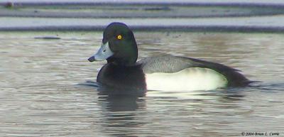 u38/bcurrie/medium/25296359.GreaterScaupDrake154_5460pbase11904.jpg