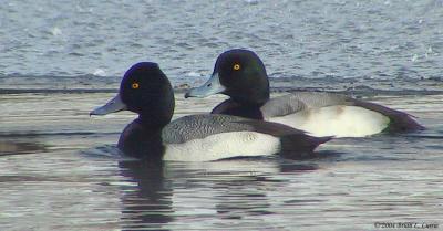 Greater vs. Lesser Scaup Comparison 154_5441 pbase 1-19-04.jpg