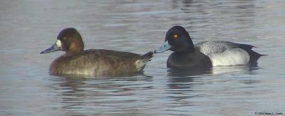 Lesser Scaup (female & male) 154_5452.jpg