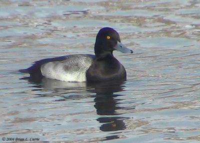 Lesser Scaup Drake 153_5400.jpg