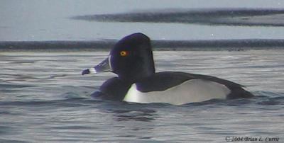 Ring-necked Duck (male) 154_5439 pbase 1-19-04.jpg