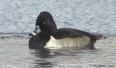 Ring-necked Duck (male) 154_5464 pbase 1-19-04.jpg