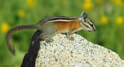 Wildlife