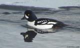 Barrows Goldeneye Drake 153_5396.jpg