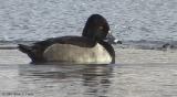 Ring-necked Duck (male) 154_5463 pbase 1-19-04.jpg