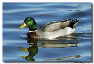 One Duck.jpg