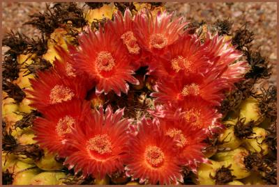 Fishhook Barrel Cactus Flowers