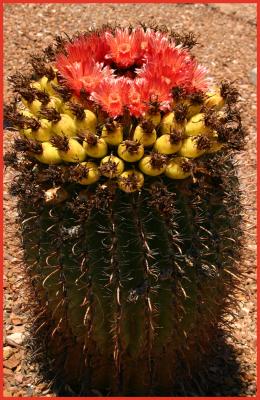Fishhook Barrel Cactus Flowers #2