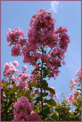 Crepe Myrtle